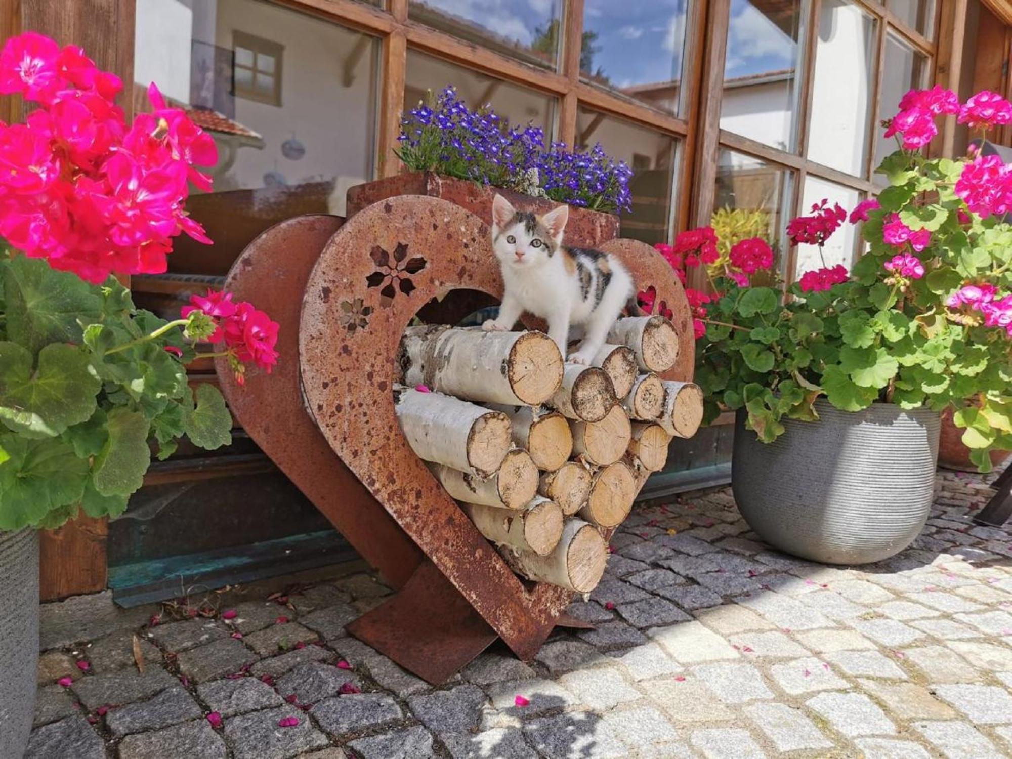 Apartmán Bauernhof Suesshof Zwiesel Exteriér fotografie